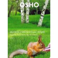 DVD Ocho (  ) -   / video,  ()